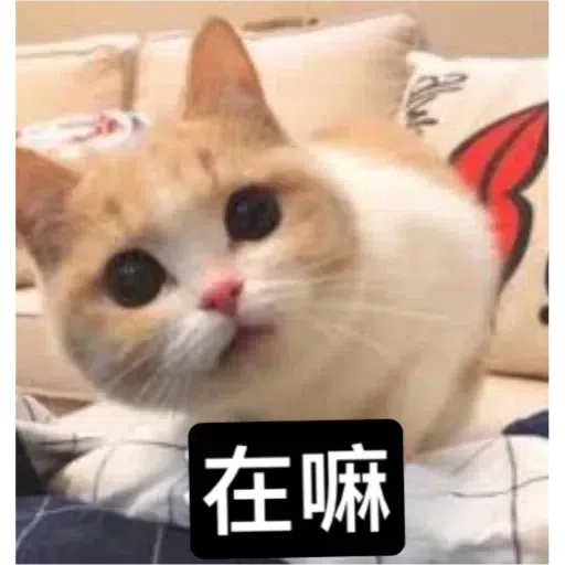 Cat2 - Sticker 11