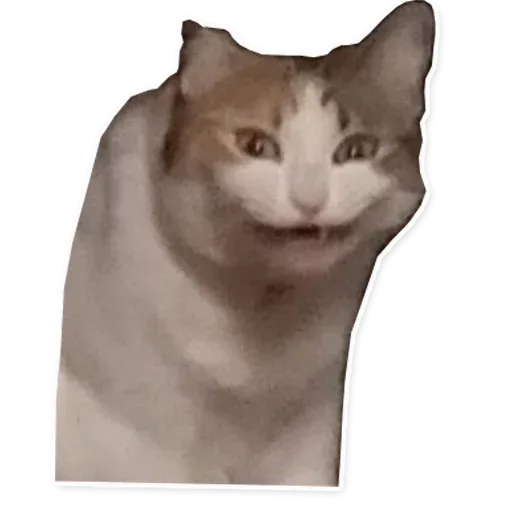 Fuckats - Sticker 20
