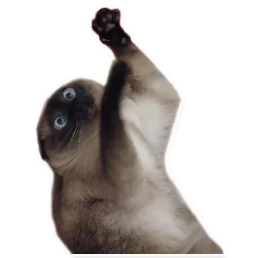 Fuckats - Sticker 12