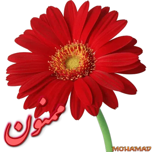 Text - Sticker 9