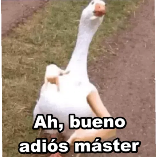 stickers chidos - Sticker 11