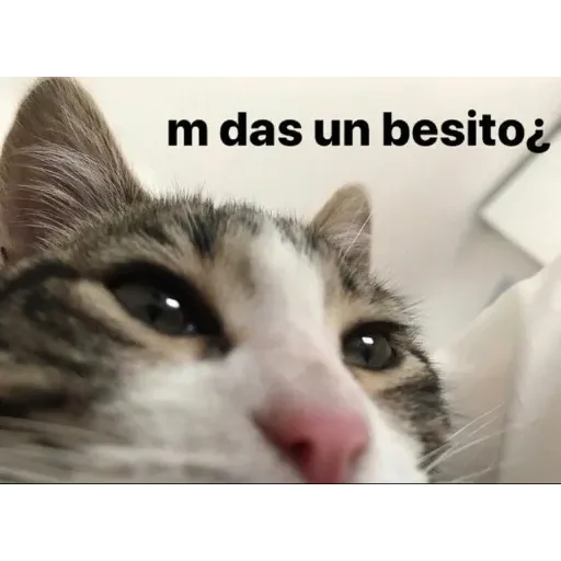 gatos y memes - Sticker 15
