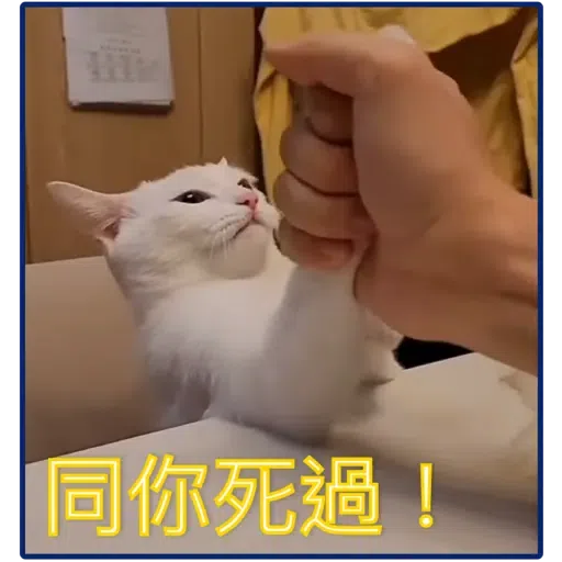 貓2 - Sticker 12