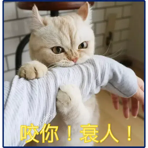 貓2 - Sticker 9