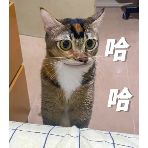 金絲貓5 - Sticker 15