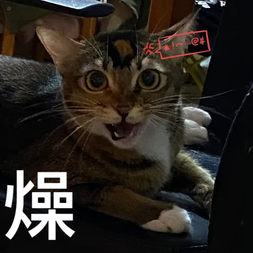 金絲貓5 - Sticker 17