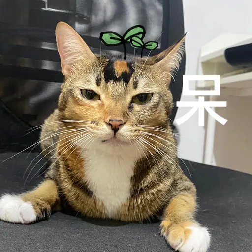 金絲貓5 - Sticker 16