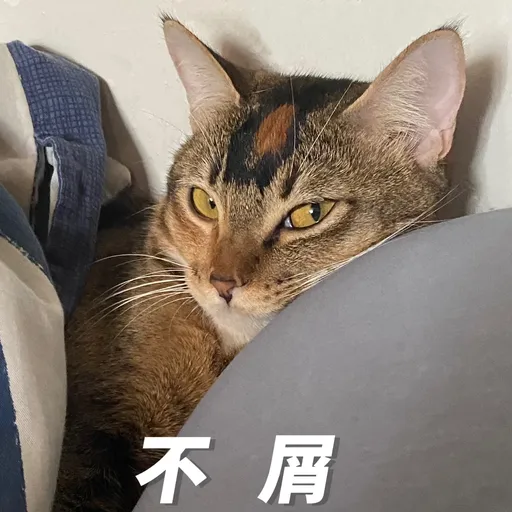 金絲貓5 - Sticker 9