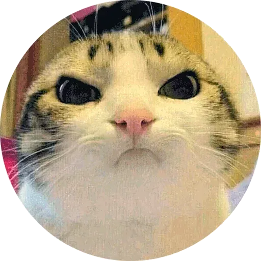 Meow - Sticker 28