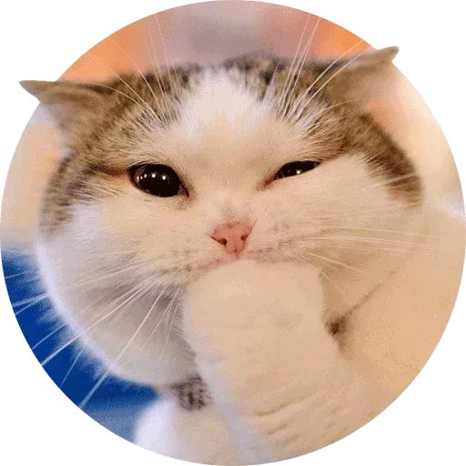 Meow - Sticker 21