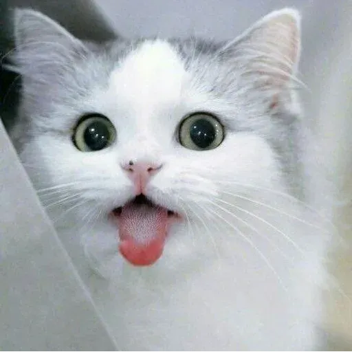Meow - Sticker 16