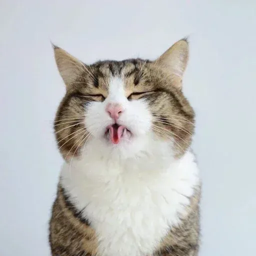 Meow - Sticker 18