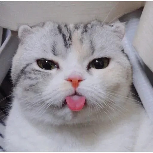 Meow - Sticker 17
