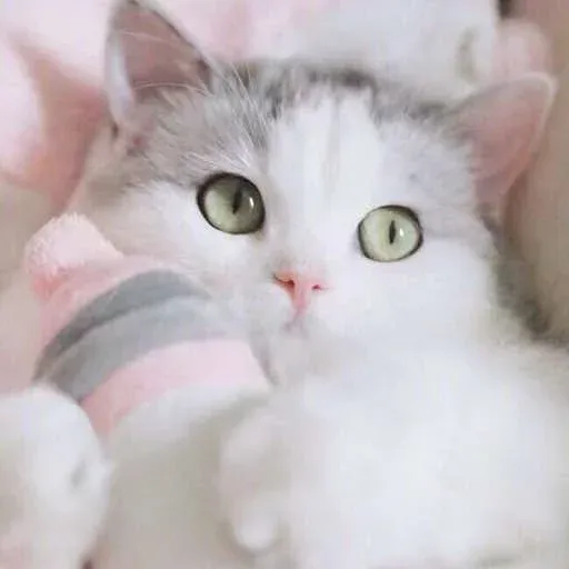 Meow - Sticker 10