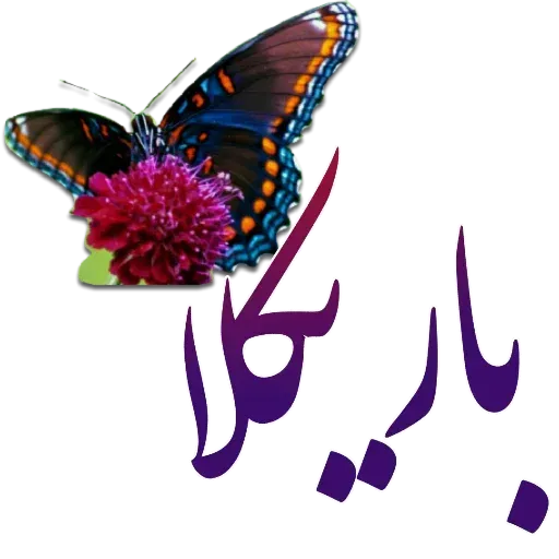مراد اکبری ۲ - Sticker 9