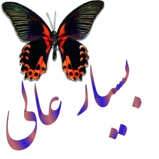 مراد اکبری ۲ - Sticker 19
