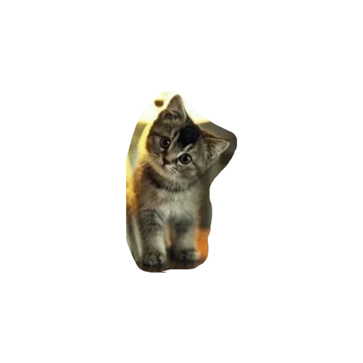 милые коты - Sticker 11