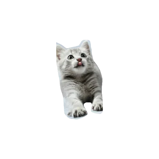 милые коты - Sticker 13