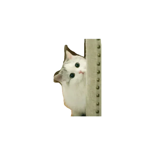 милые коты - Sticker 9