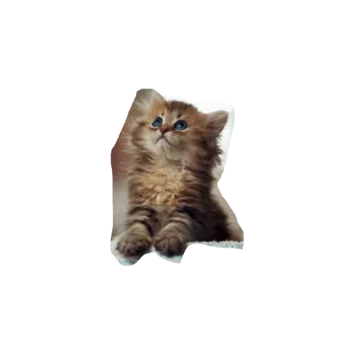 милые коты - Sticker 10