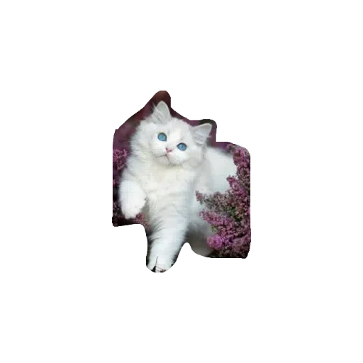 милые коты - Sticker 14
