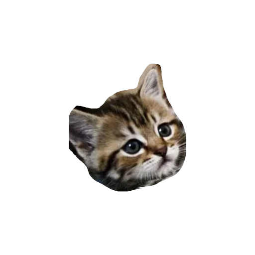 милые коты - Sticker 12