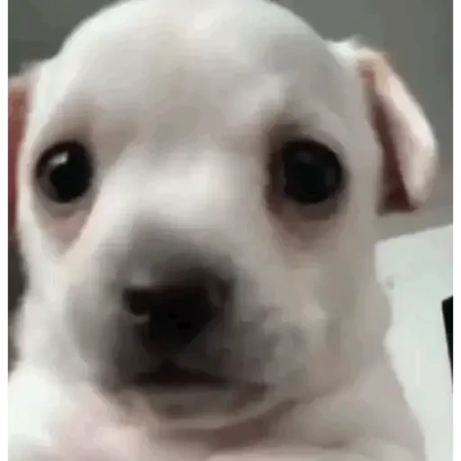 TikTok Animated Memes 2 - Sticker 10