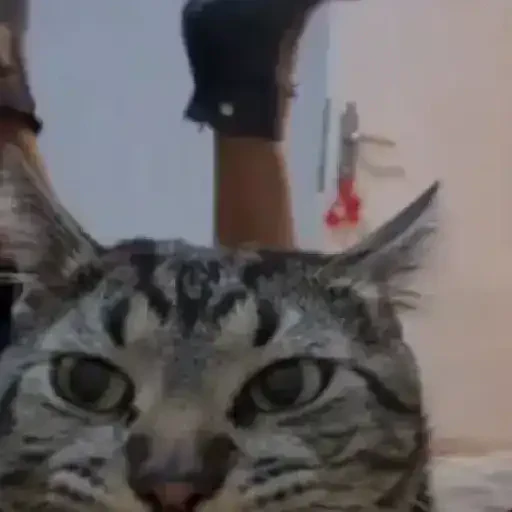 TikTok Animated Memes 2 - Sticker 27