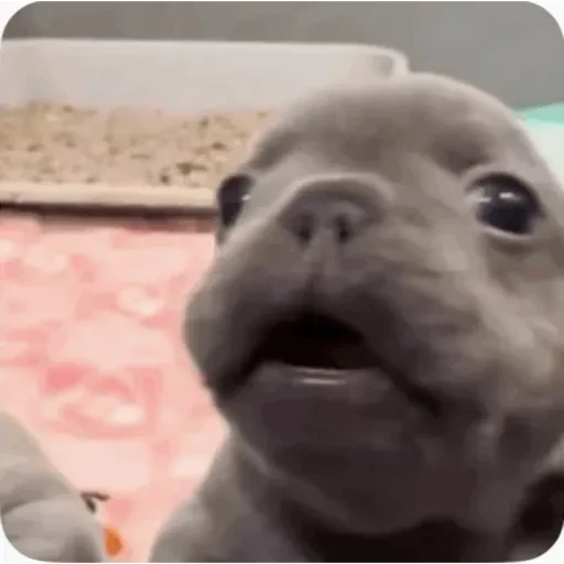 TikTok Animated Memes 2 - Sticker