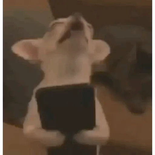 TikTok Animated Memes 2 - Sticker