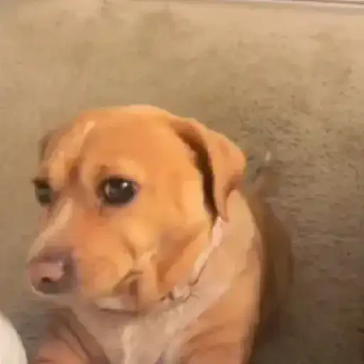 TikTok Animated Memes 2 - Sticker 9