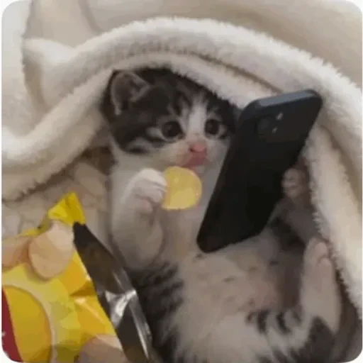 TikTok Animated Memes 2 - Sticker 29