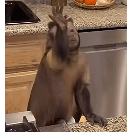 TikTok Animated Memes 2 - Sticker 24