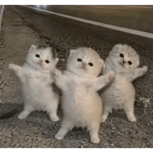 TikTok Animated Memes 2 - Sticker 15