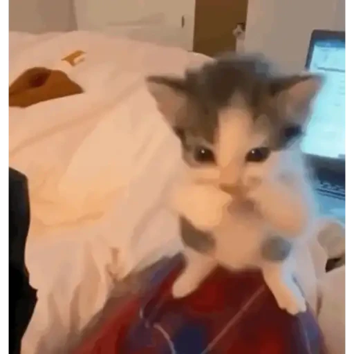 TikTok Animated Memes 2 - Sticker 21