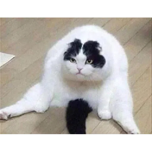 Cat 4 - Sticker 30