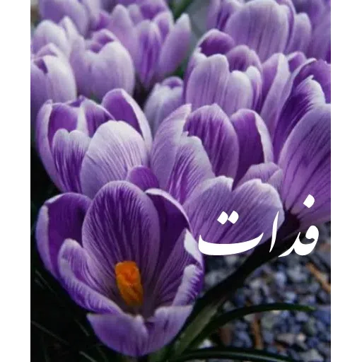 ادبی - Sticker 20