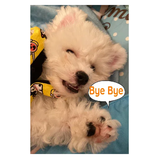JoJo - Sticker 12