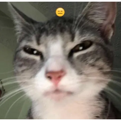 funne cat 1 - Sticker 30