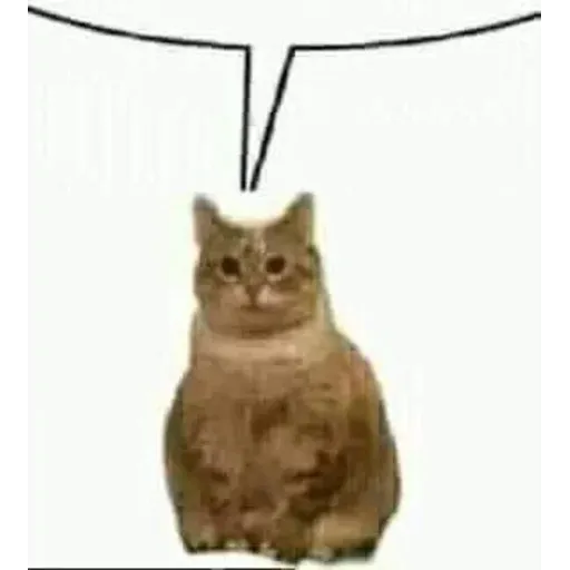 funne cat 1 - Sticker 12