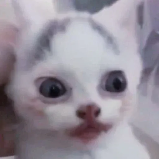 funne cat 1 - Sticker 25