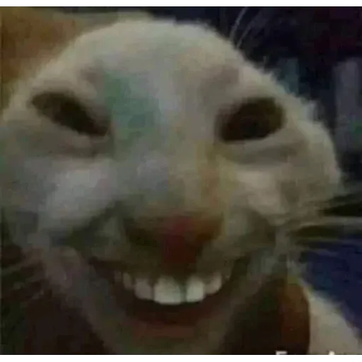 funne cat 1 - Sticker 10