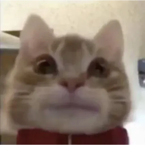 funne cat 1 - Sticker 22