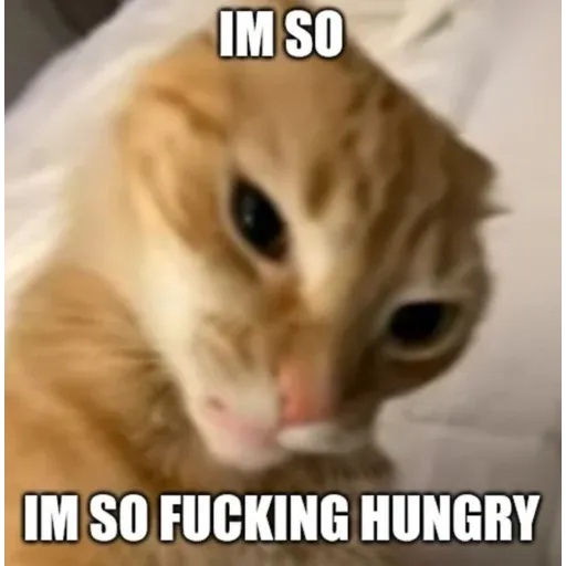 funne cat 1 - Sticker 23