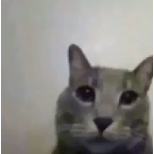 funne cat 1 - Sticker 13