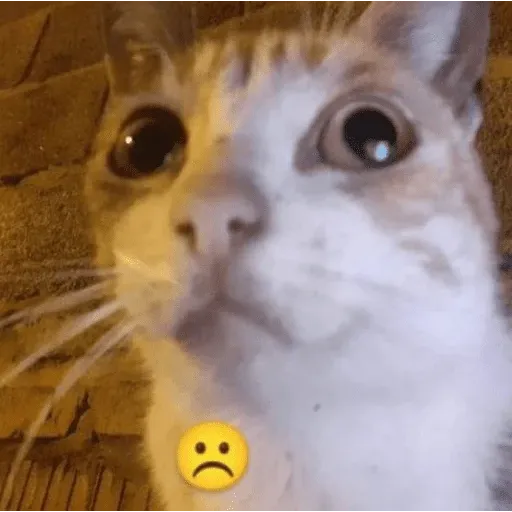 funne cat 1 - Sticker 9