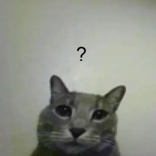 funne cat 1 - Sticker 26