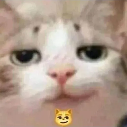 funne cat 1 - Sticker 17