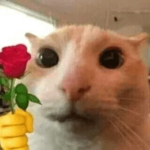 funne cat 1 - Sticker 29