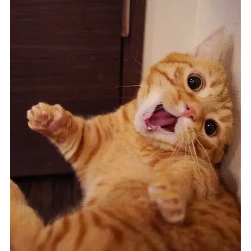 meowwwww - Sticker 16